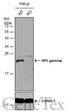 HP1 gamma antibody