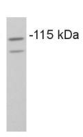 COPB antibody