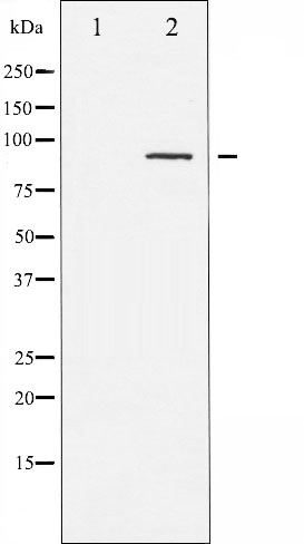 PKC alpha (phospho Thr497) antibody