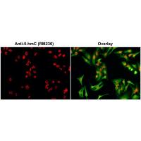 5-Hydroxymethylcytosine / 5-hmC antibody [RM236]
