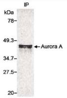 Aurora A antibody