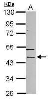PHAX antibody