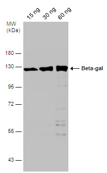 Beta-gal antibody