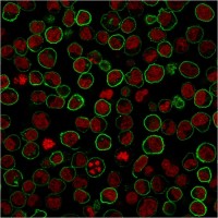 CD45RB antibody [PTPRC/2877R]