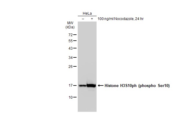 Histone H3S10ph (phospho Ser10) antibody [GT1195]
