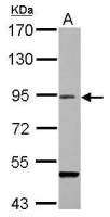 RanBP9 antibody