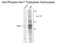 TPH1 (phospho Ser58) antibody
