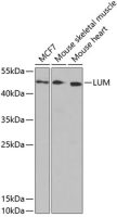 LUM antibody