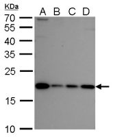 NIP7 antibody