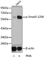 Smad1 (phospho Ser206) antibody