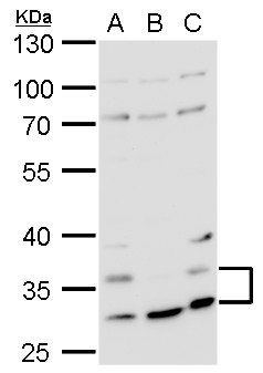 Histamine H4 Receptor antibody [N1N2], N-term