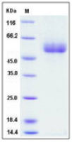 Human Apolipoprotein H protein, His tag