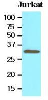 Tollip antibody [k1B17]