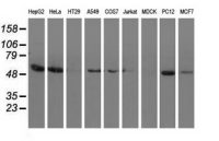 Syntrophin alpha 1 antibody [2B9]