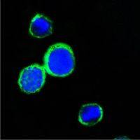 REG1A antibody [1A4]