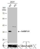 hnRNP A1 antibody