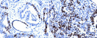 Ki67 antibody [SP6]