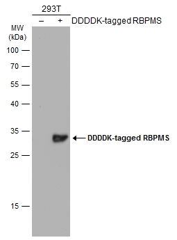 RBPMS antibody