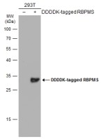 RBPMS antibody