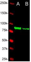 Ctnnb1 antibody