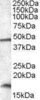 RBM3 antibody, C-term