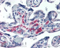 STX12 antibody [4E212]