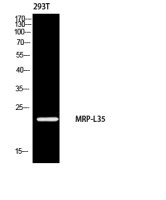 MRPL35 antibody
