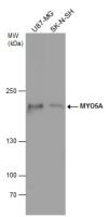 MYO5A antibody