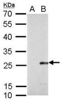 Influenza B virus M (matrix protein) antibody