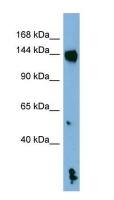 NALP1 antibody
