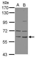 ZNF350 antibody [C1C3]