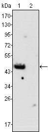 GATA4 antibody [6H10]