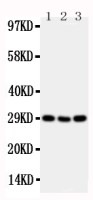 CD134 antibody