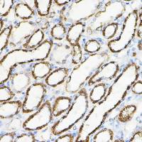 HGF antibody