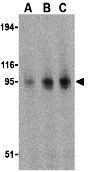 TLR11 antibody