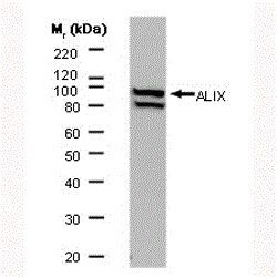 ALIX antibody [3A9]