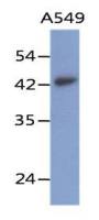 Layilin antibody [AT20G8]