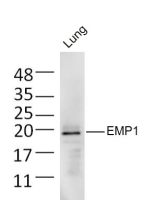 Emp1 antibody