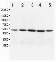 MTCO1 antibody
