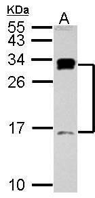 C1D antibody