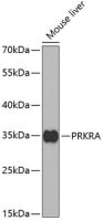 PACT antibody