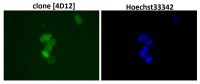 SUMO1 antibody [4D12]