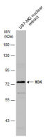 HDX antibody