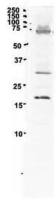 PCNA antibody, C-term