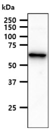 ACSF2 antibody [AT18B4]