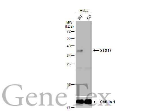 STX17 antibody