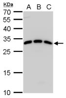 Spi-C antibody