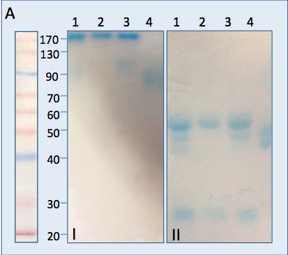 Llama Anti-mouse IgG antibody (FITC)