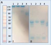 Llama Anti-mouse IgG antibody (FITC)