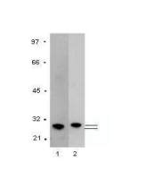 GST tag antibody [GST.B6]